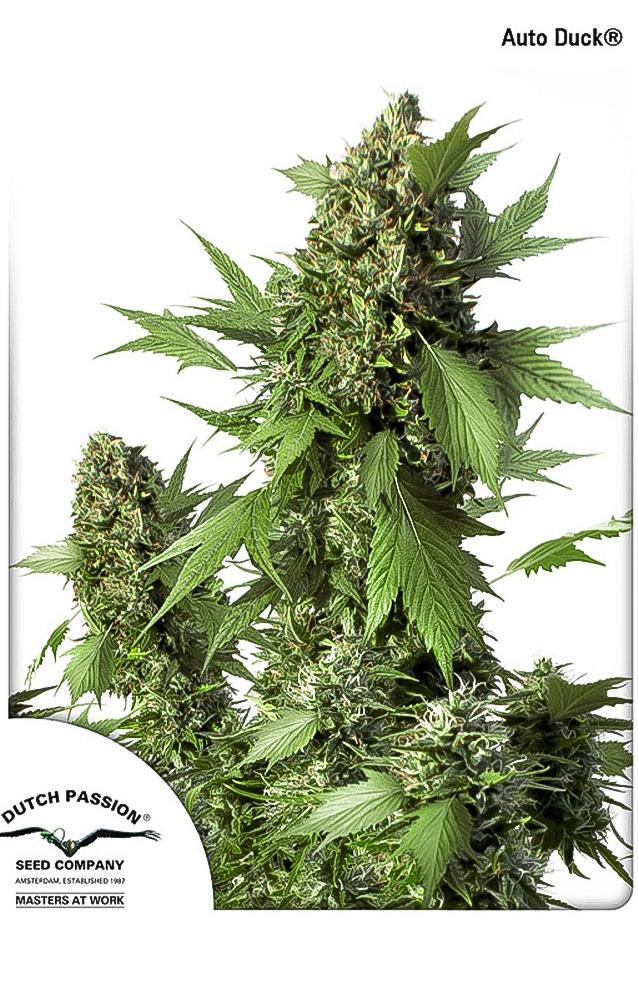Cannabis Seeds