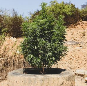 Big Tna Cannabis Seed 3pk