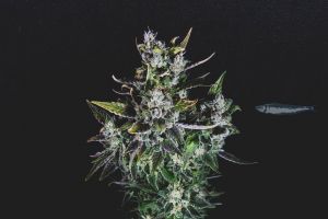 Pilchards blue monsoon cannabis seed