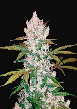 auto girls scout cookies cannabis seeds