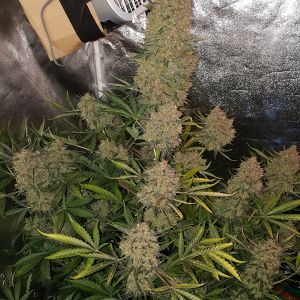 Glue Auto 5pk