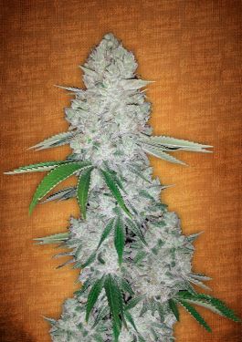 gorilla glue cannabis seeds