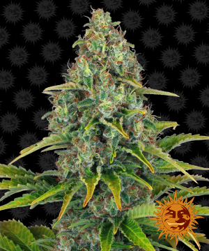 Blue Cheese AUTO 3 pack