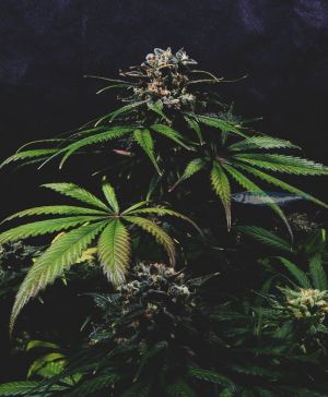 Pina O Nada regular cannabis seed