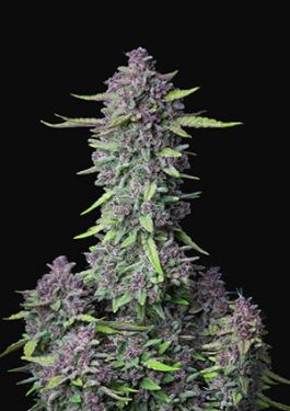 Fastbuds Purple Punch 5pk