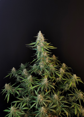 sour diesel auto 3pk