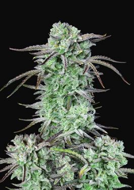 strawberry banana cannabis seeds
