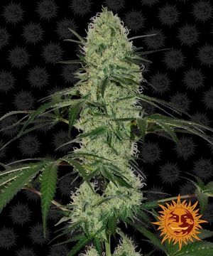 barney-tangerine-dream-auto
