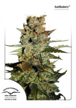 Auto Blueberry 7Pk