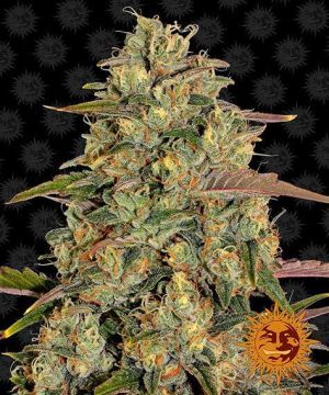 Amnesia Lemon 5pk feminized