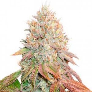 Auto Banana Blaze 7pk
