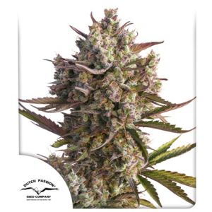 Auto Blueberry 3pk