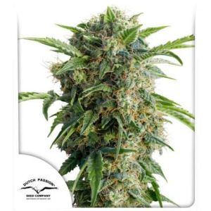 Auto Daiquiri Lime 3pk