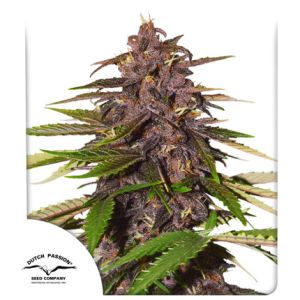 Auto Forbidden Cherry 3pk