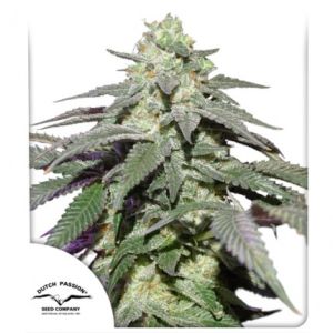 Auto Skywalker Haze 7pk