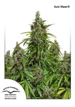 Auto Mazar 7pk