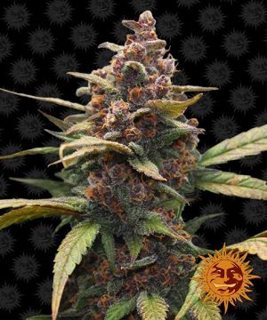 Ayahuasca Purple 3pk Fem