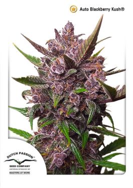Auto blackberry Kush 7pk