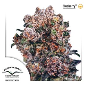 Blueberry 3pk