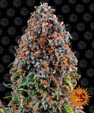 barney-critical-kush-pack-feminized
