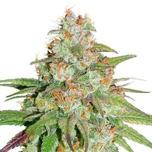 glueberry og 3pk