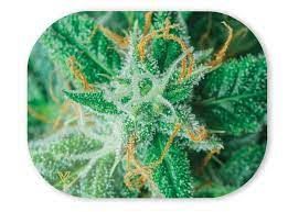 Buds Magnetic Rolling Tray Cover Small