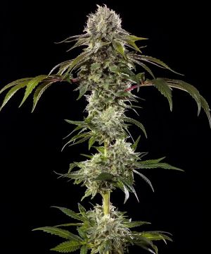 Durban Poison 5 Pack Feminized