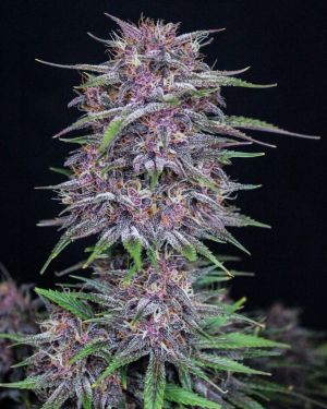 FastBuds Banana Purple Punch Auto 5pk