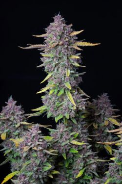 FastBuds Purple Punch Auto 5pk