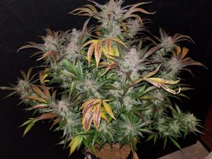 Fastbuds Cream Cookies Auto 3pk