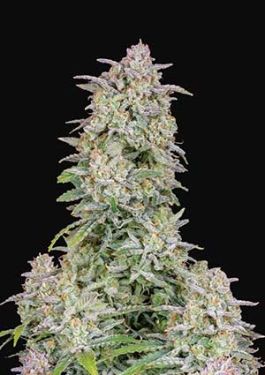 fastbuds forbidden runtz 5pk cannabis seeds