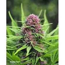 Frisian Dew 3pk