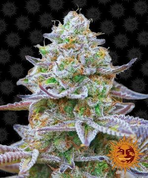 barney-gorilla-zkittlez-pack-feminized
