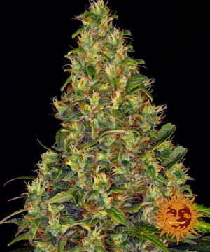 Amnesia Haze Auto 3pk