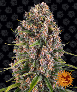 Blue Cheese 5 Pack Feminzed