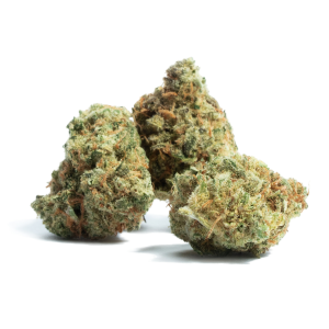 Amnesia 2g