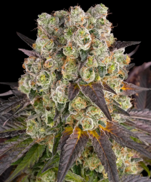 Purple Punch X Lemon Drizzle 3pk