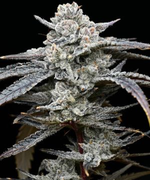 lemon cherry gelato cannabis seeds 3pk