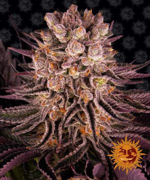 barney-mimosa-x-orange-punch