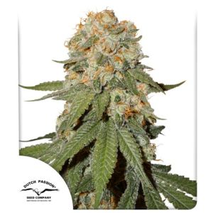 Orange Bud 3pk