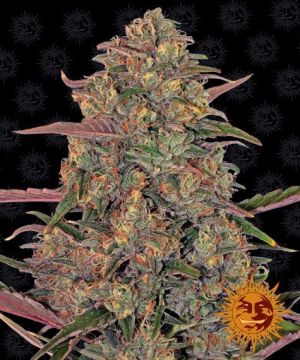 pineapple-chunk-pack-feminized