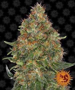 Pineapple Express Auto 5pk