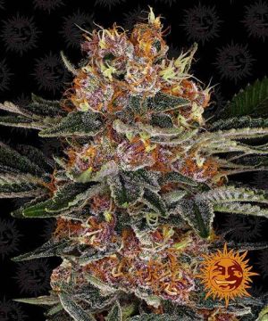 barney-purple-punch-auto-pack
