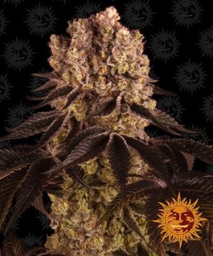 purple-punch-pack-feminized
