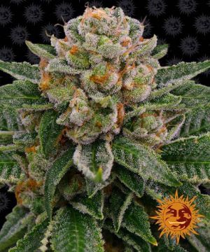 Skywalker OG Auto 5pk