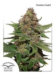 Strawberry Cough 3pk