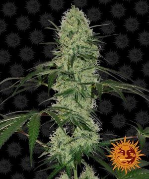 barney-tangerine-dream-auto

