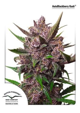 Auto Blackberry Kush 3 Pack