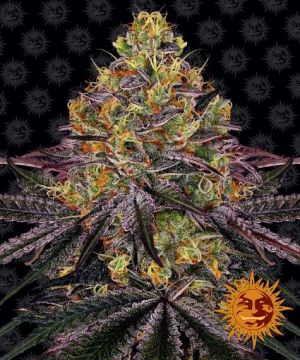 watermelon-zkittlez-pack-feminized