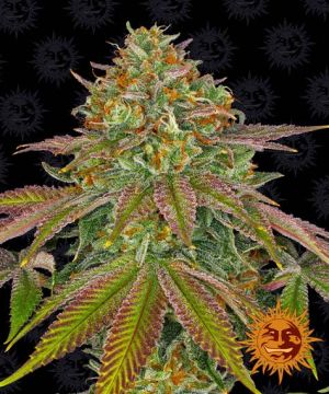 barney-wedding-cake-pack-feminized